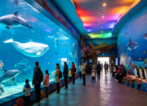 青岛极地海洋世界+栈桥1日游